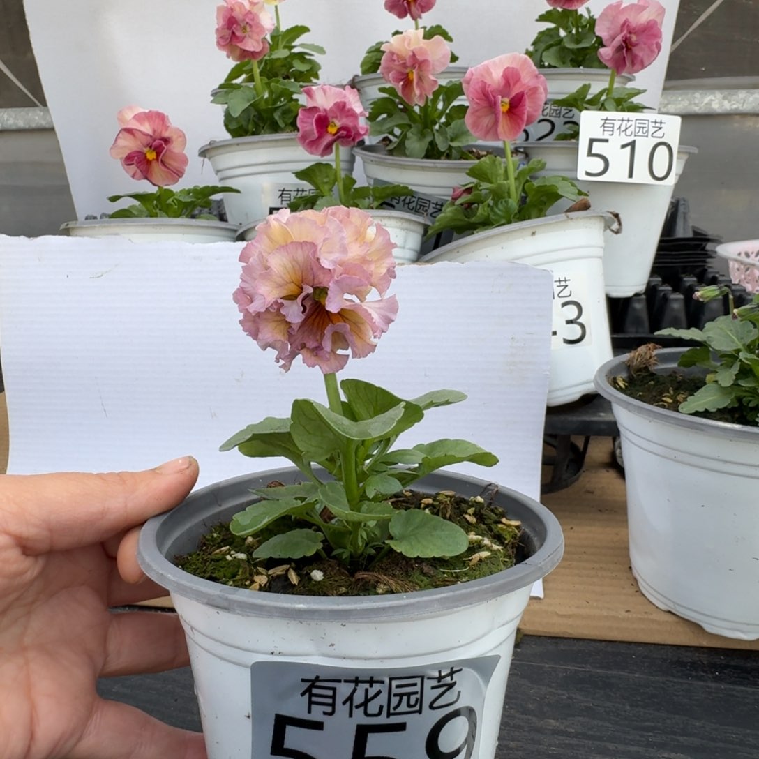 无花朵559号角堇