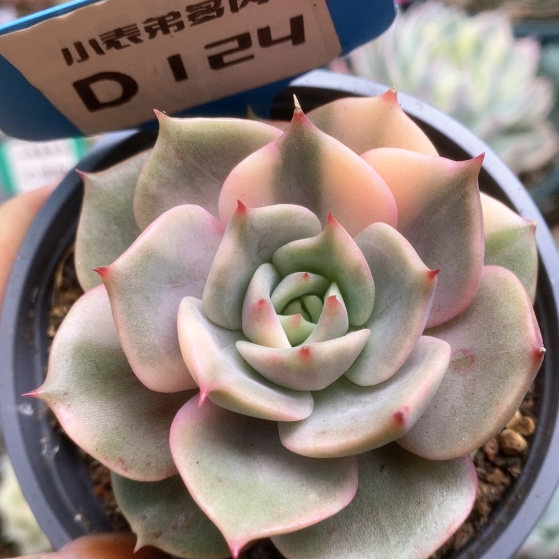 124贝加尔湖锦锦锦锦锦