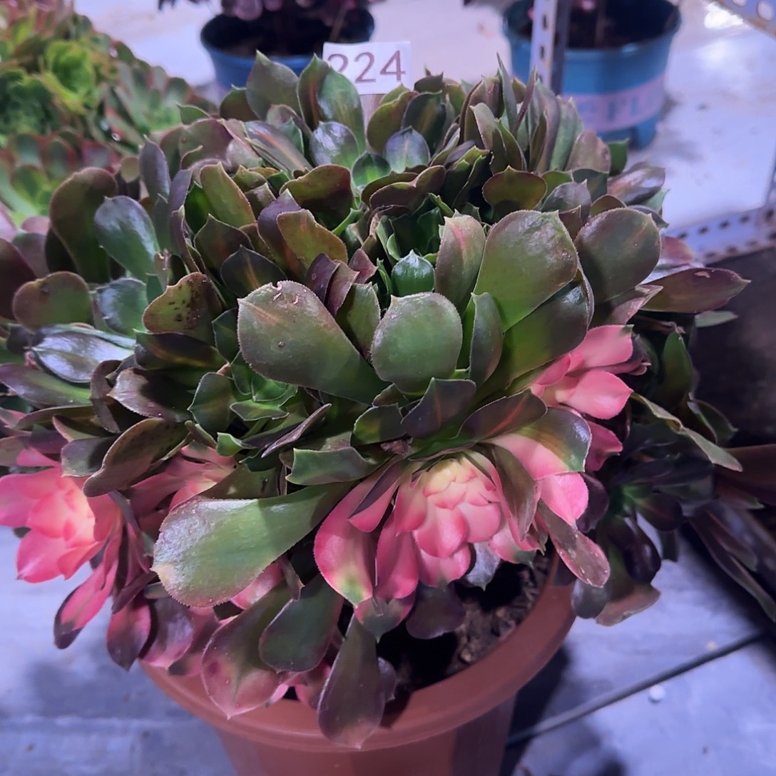 多肉植物香妃阴阳224