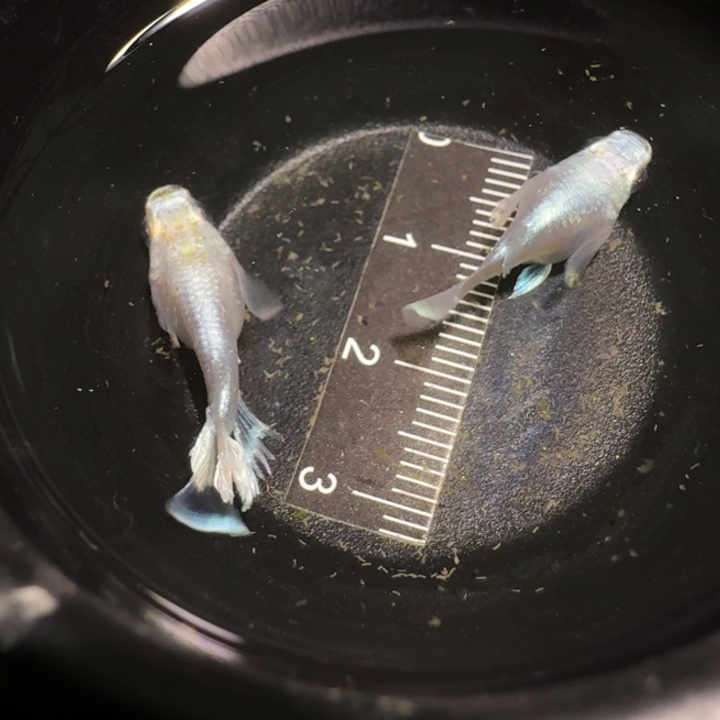 青鳉鱼一物一拍419