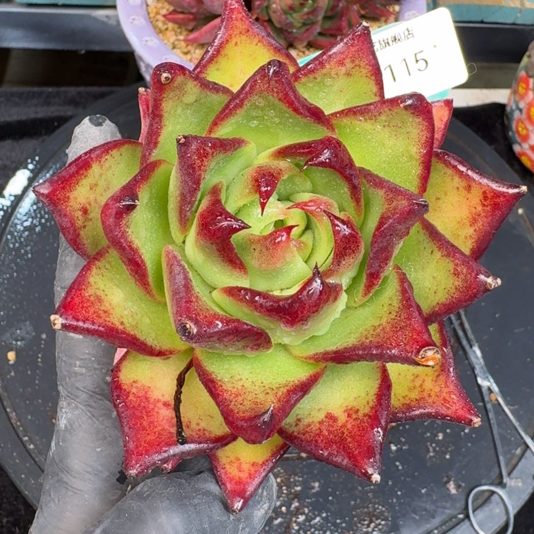 从前慢多肉精选编号1227.115