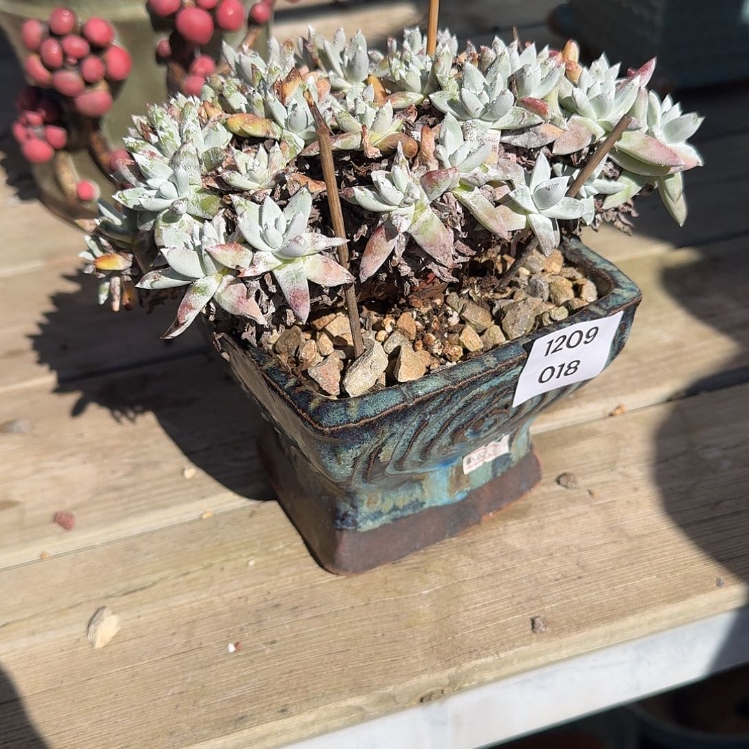 男***）多肉植物一物一拍1209018