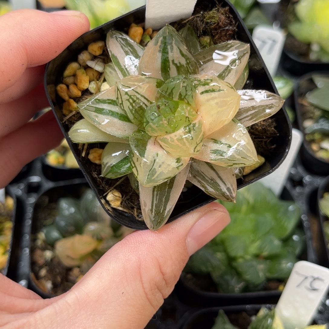 71塑料皮玉露锦一物一拍