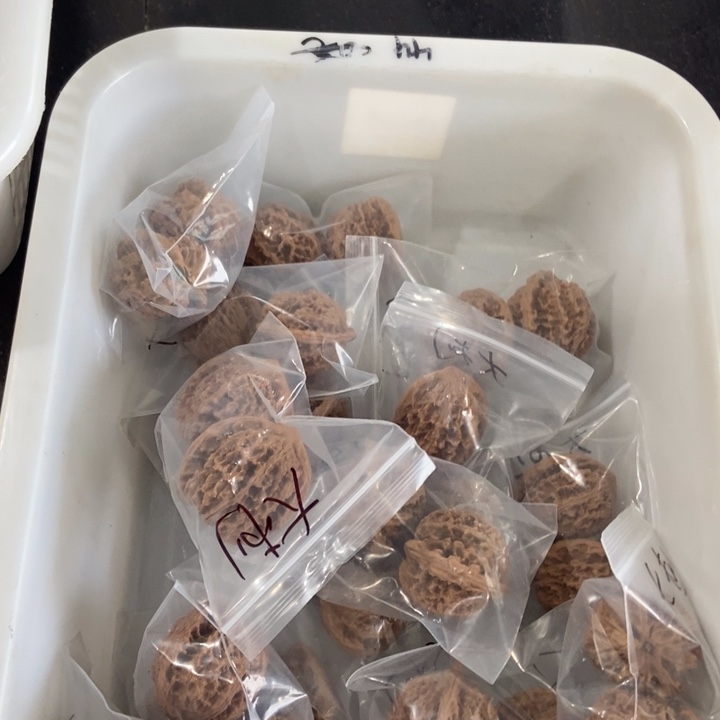 吊坠文玩核桃大刺