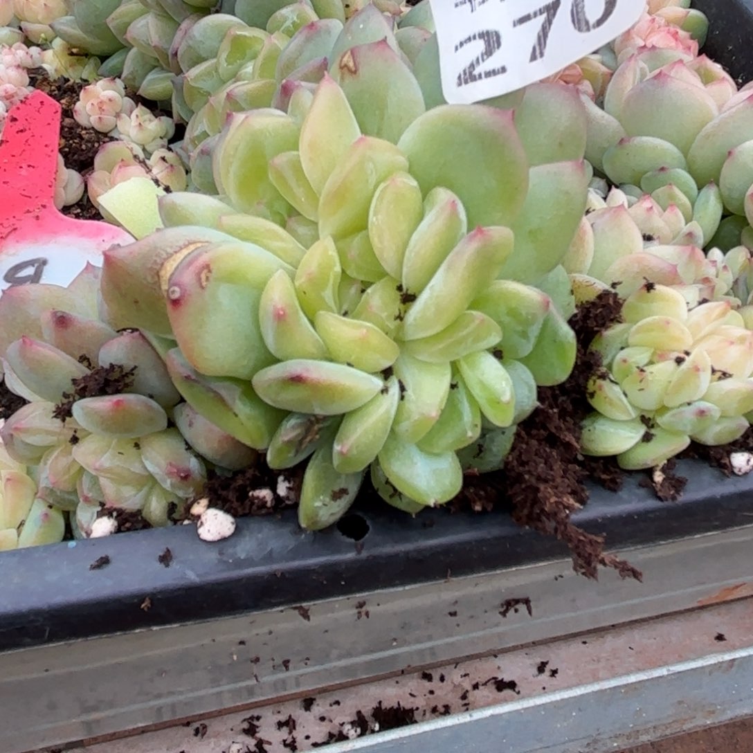 七***6270听了这句就觉得特别有