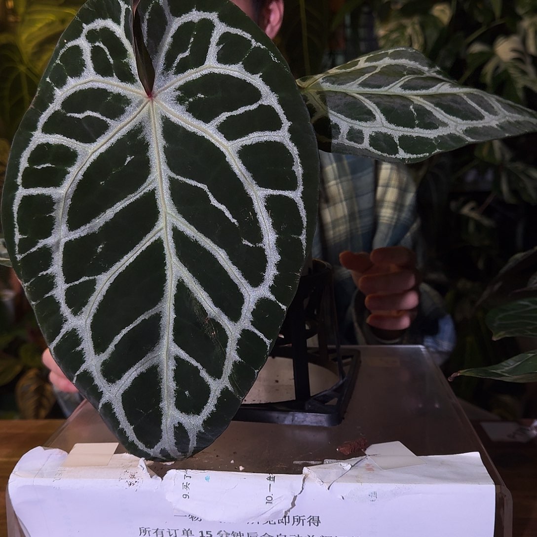 不开花植物B13安吉拉杂雪饼轻微叶损无售后