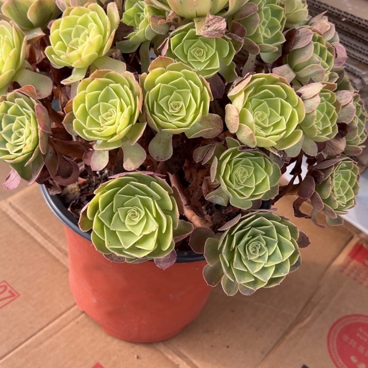 说***3雨荷多肉植物花花