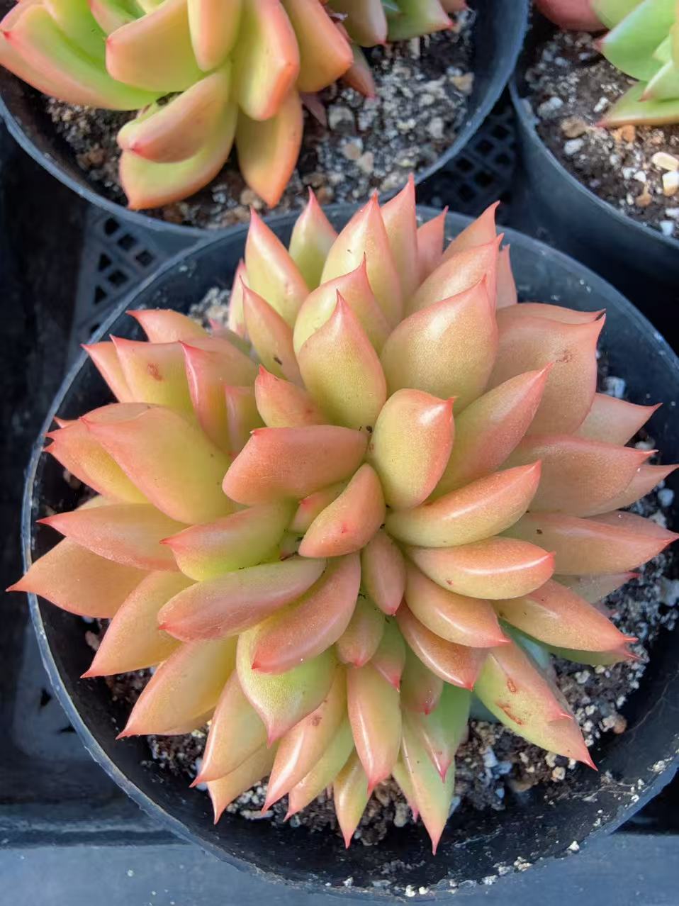 120#小灵狗缀（7-10cm）脱土