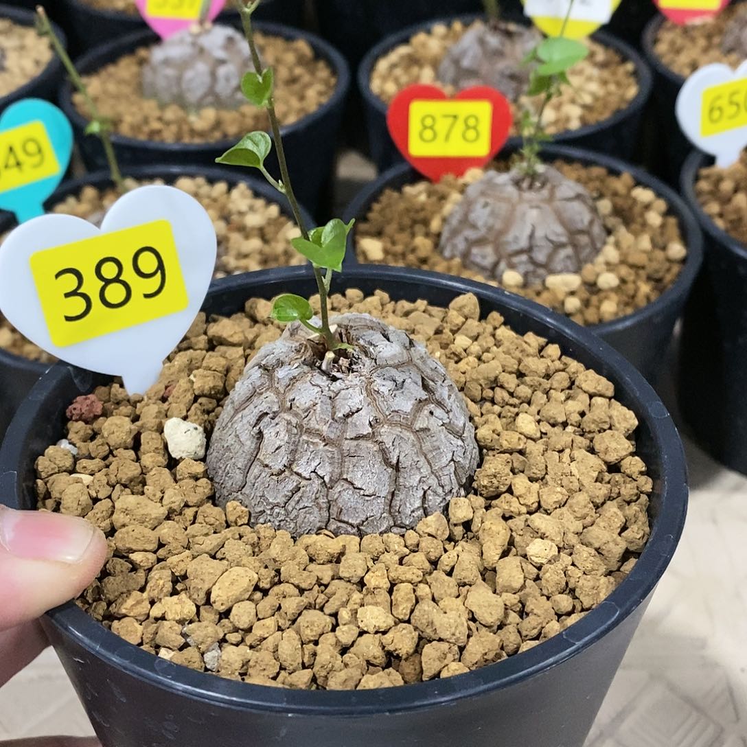 南非龟甲龙龟甲龙