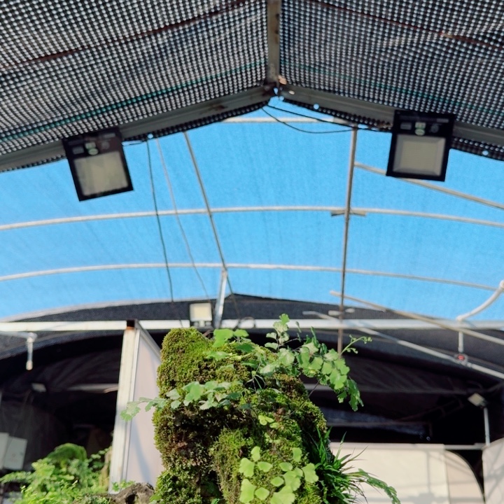 无花朵菖蒲不含盆