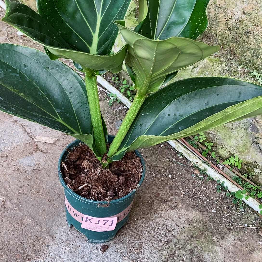 无花朵青*宝莲灯171叶损