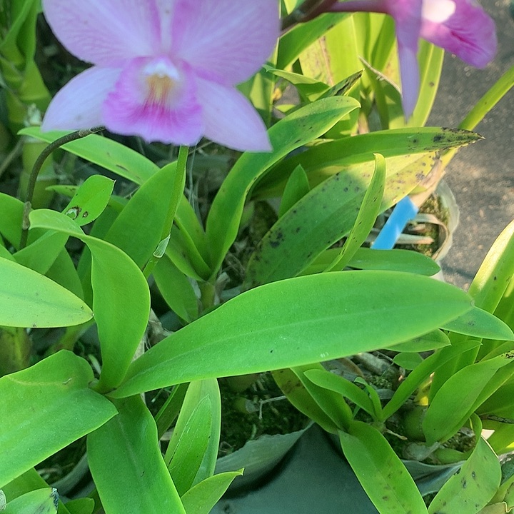 完全开放南美树卡，大小5苗，带花夹