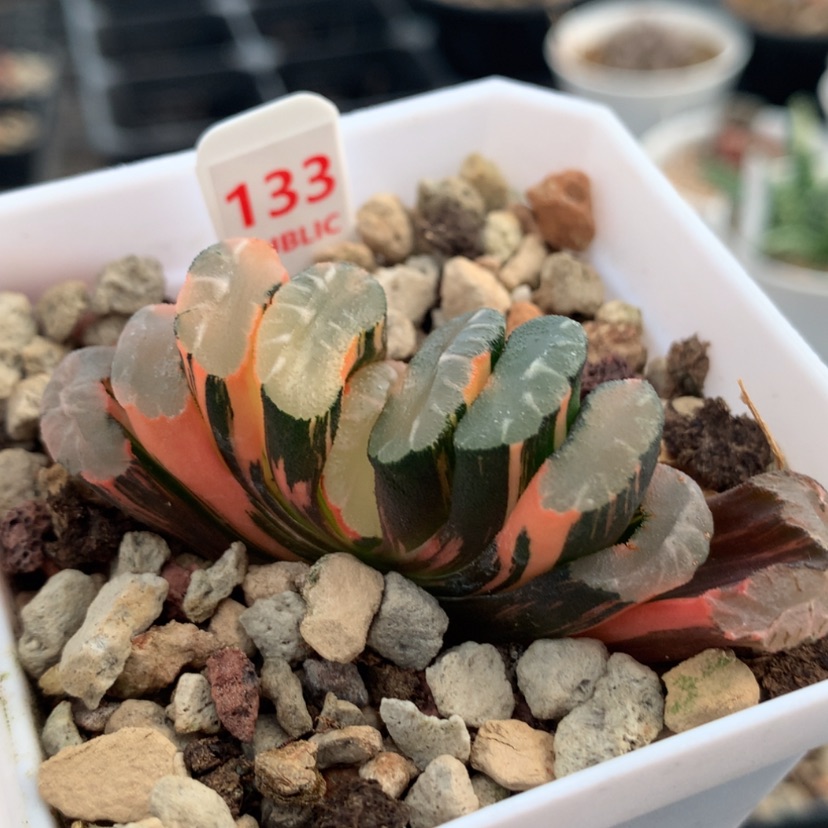【闪购商品】133杂玄武