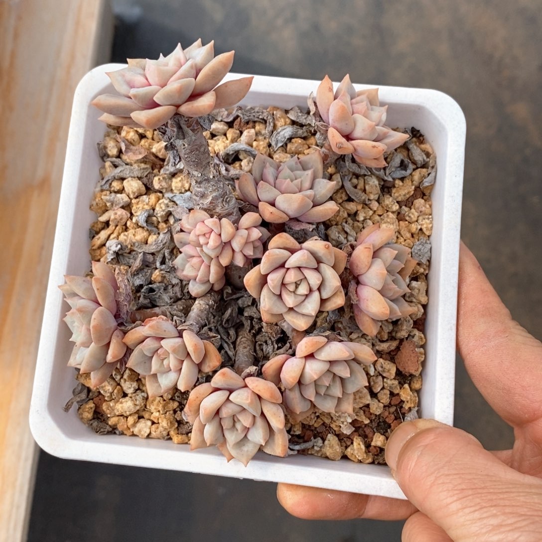 精品多肉一物一拍不包整316