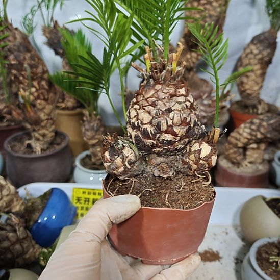 k***v无花朵白鳞铁盆景基地价