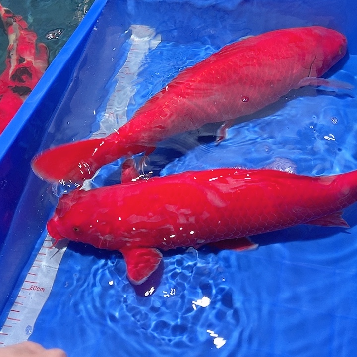 6***0海水鱼漂亮的锦鲤精品俩尾