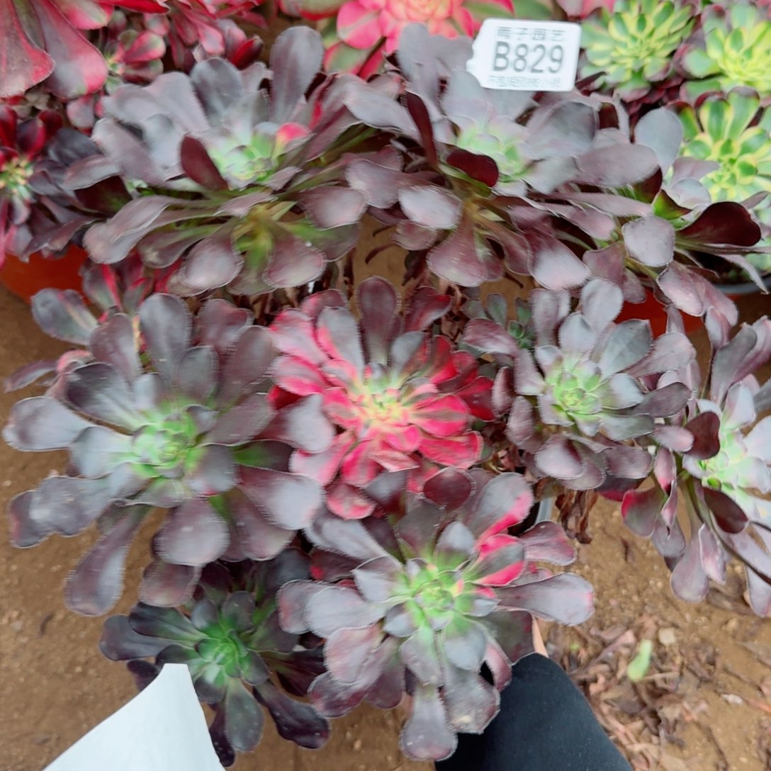 花蝴蝶法师多肉829号