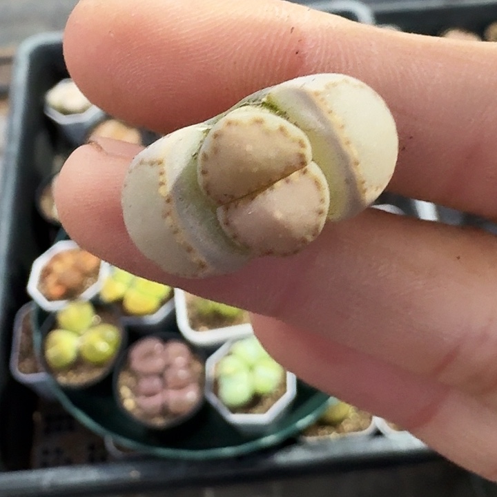 生石花3333。   211