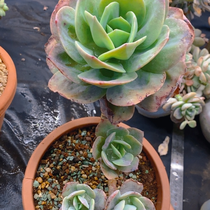 夏悦多肉0212-35血凤