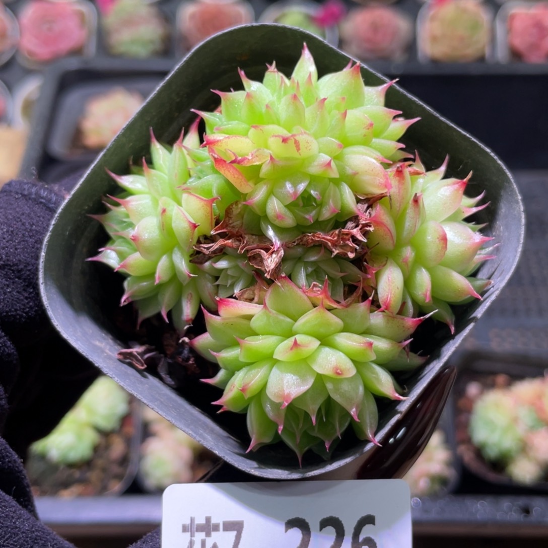 花利美7-226海王群