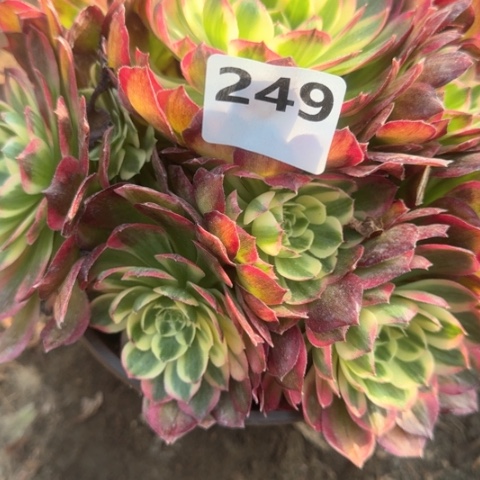 法师海王18-8多肉