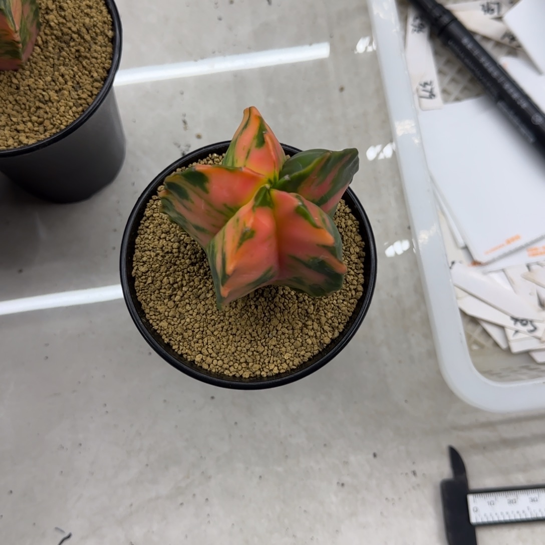 ꪜ***ρ鸾凤玉锦11111111111