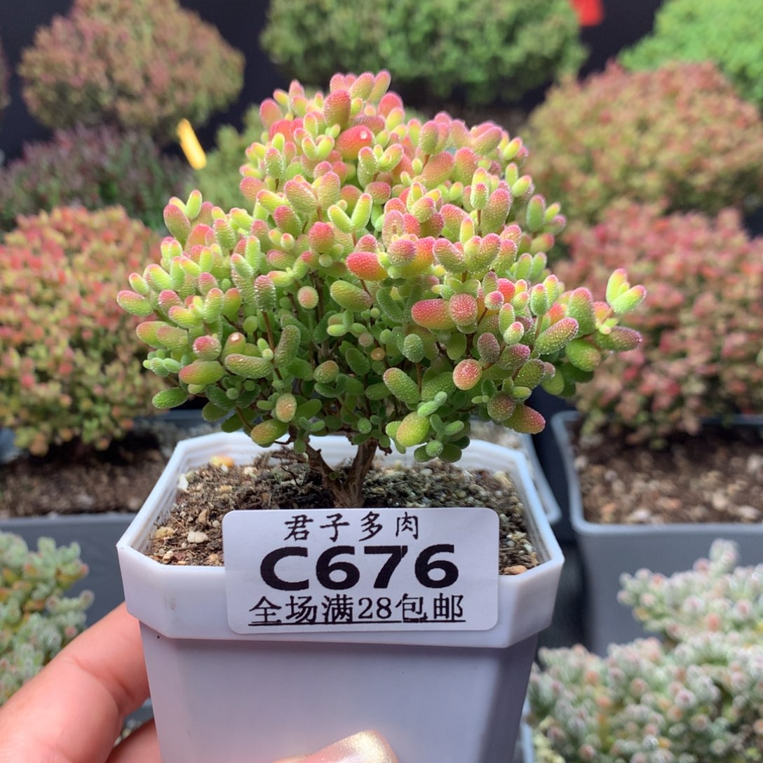 c676蜜橘枝干番杏