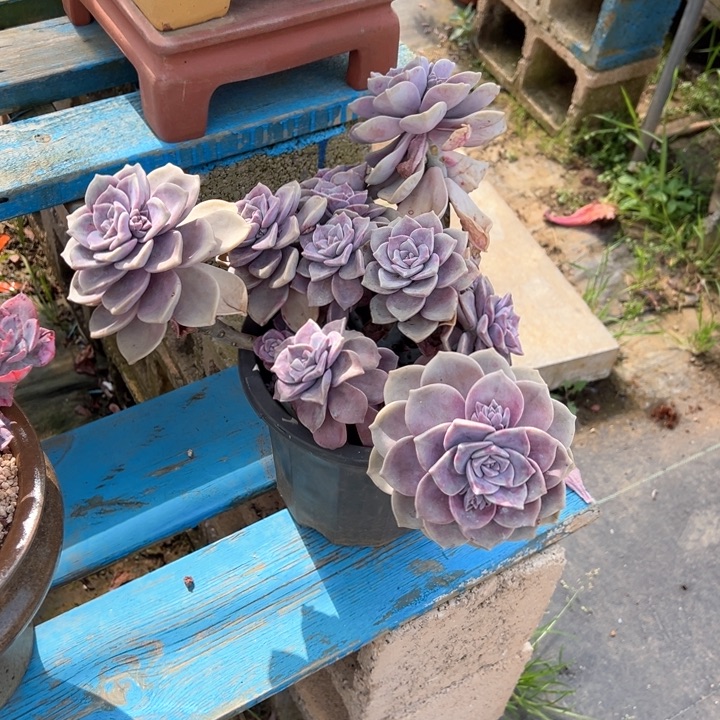 紫乐处理脱土发货