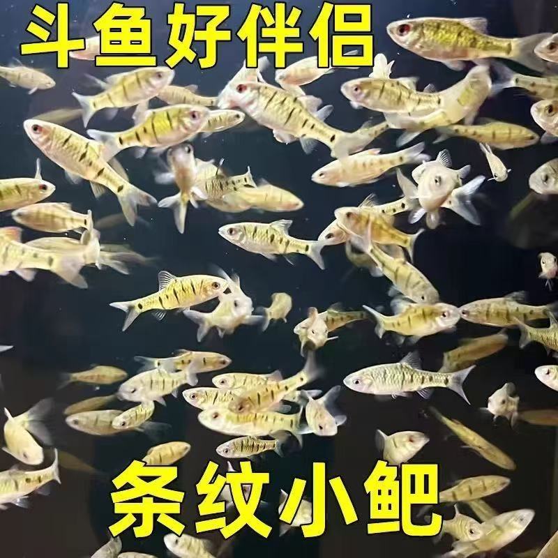 冷水 淡水 条纹小鲃 不打氧 清洁 除藻 耐寒 不加温 观赏鱼 野生 