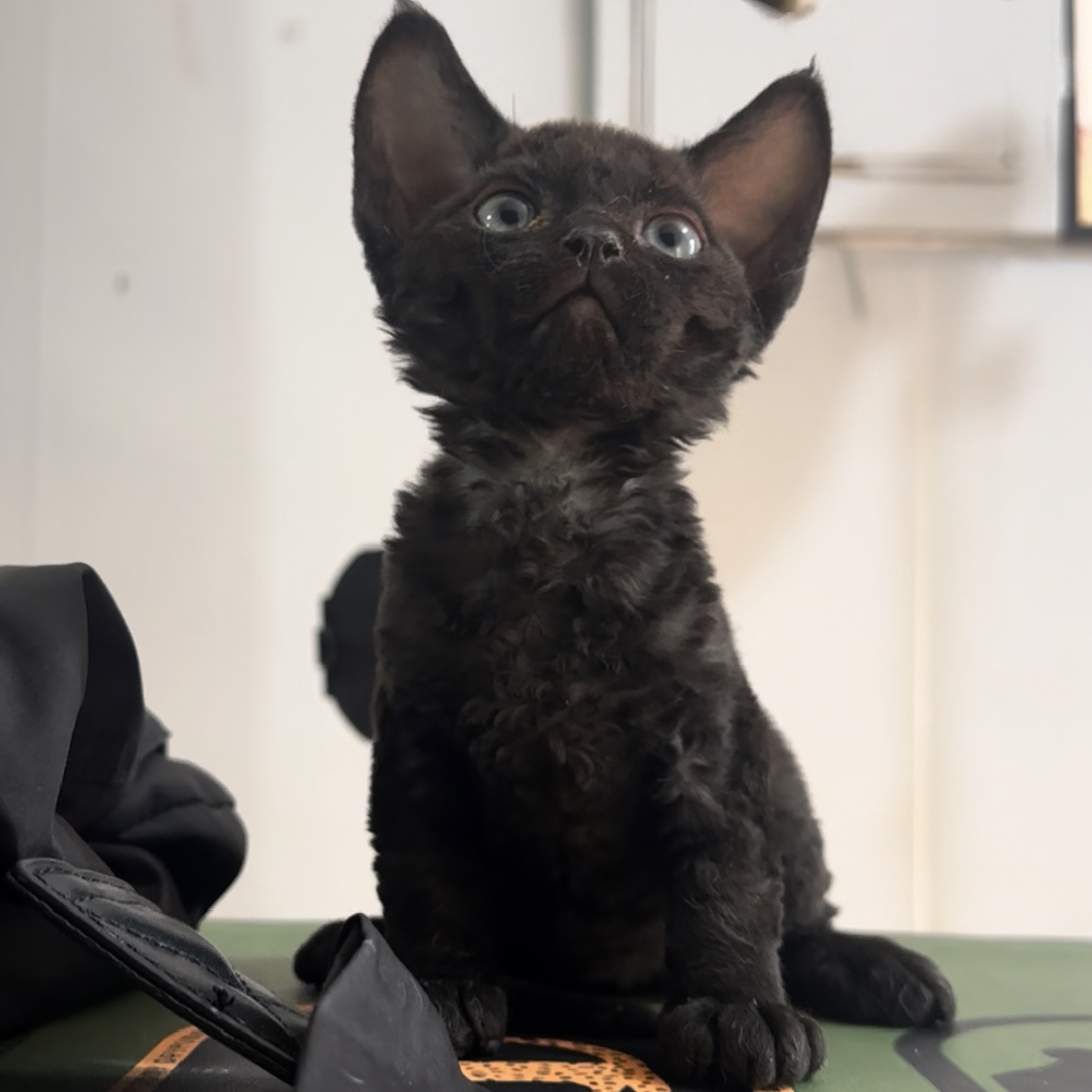 纯黑德文弟弟德文卷毛猫活体猫幼崽