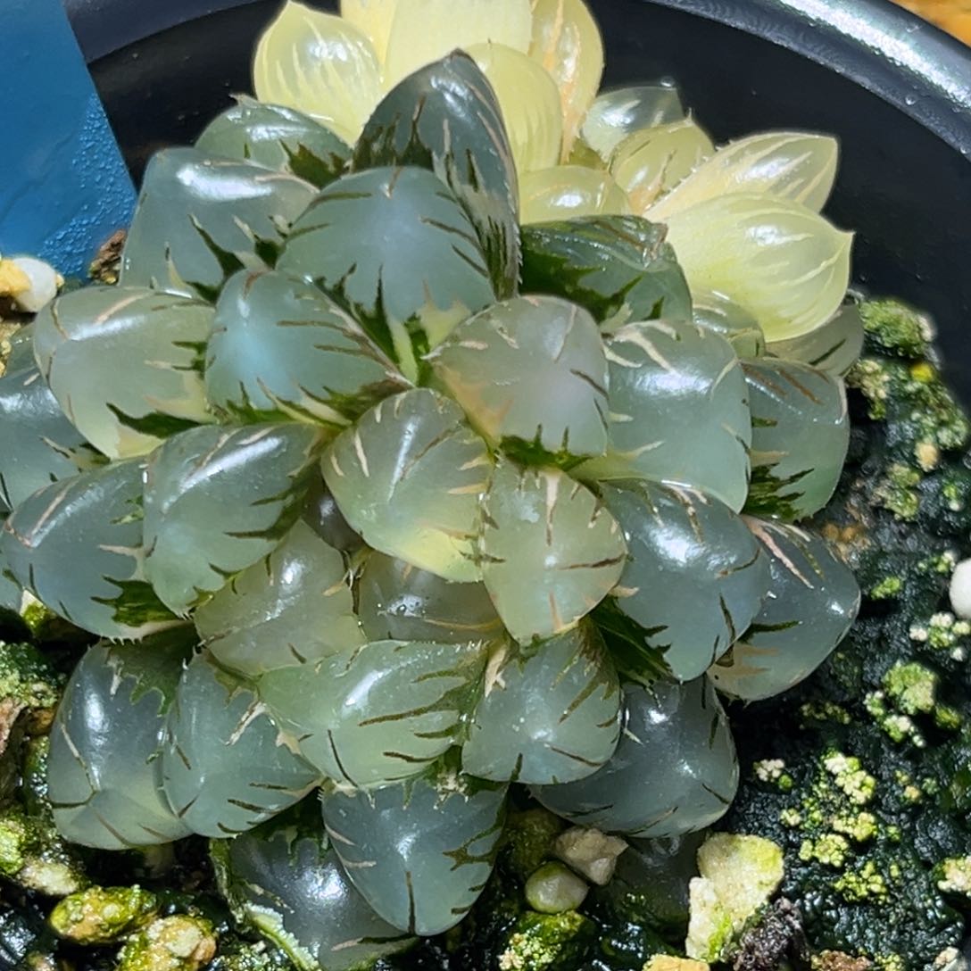 恭喜发财大吉大利0282