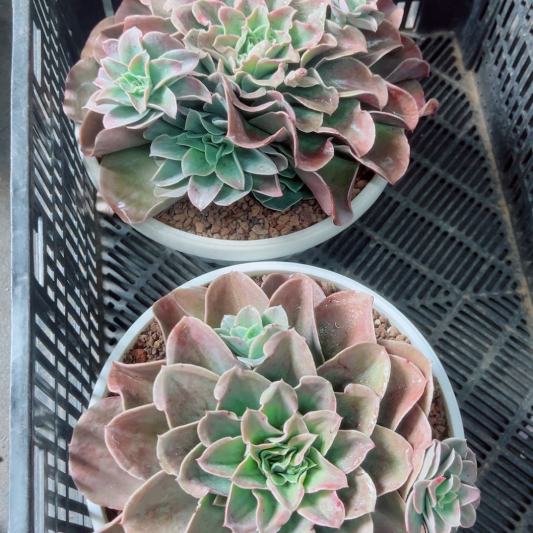 迷雾森林多肉植物