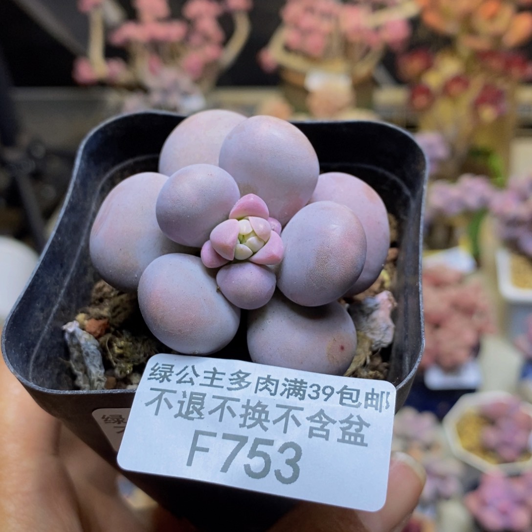 753芭比奶多肉5cm