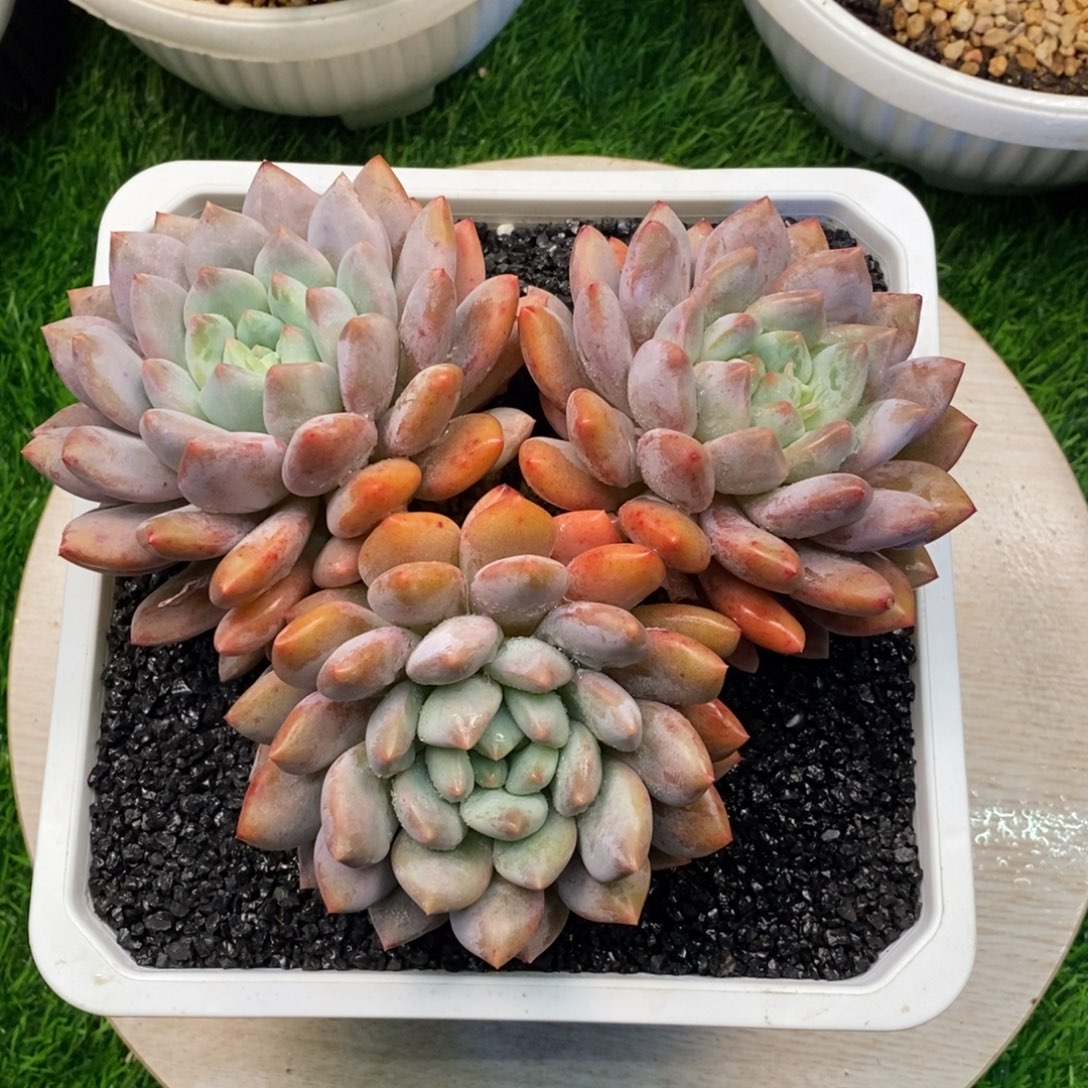 综合链接半夏群生