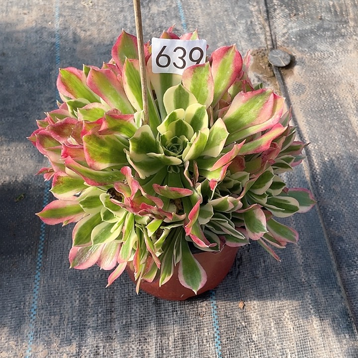 白凤639法师多肉