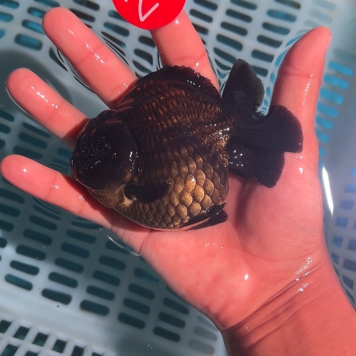 金鱼包邮123456789