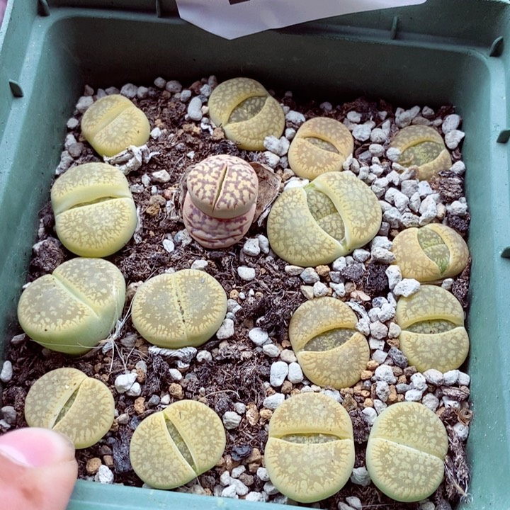 你们都是我的朋友们都在这里480