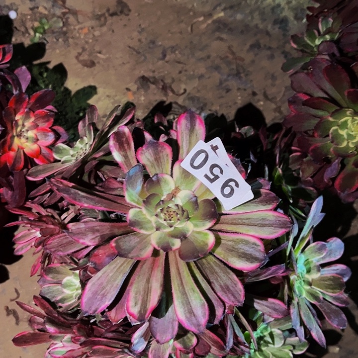 950超墨多肉植物处理不售后