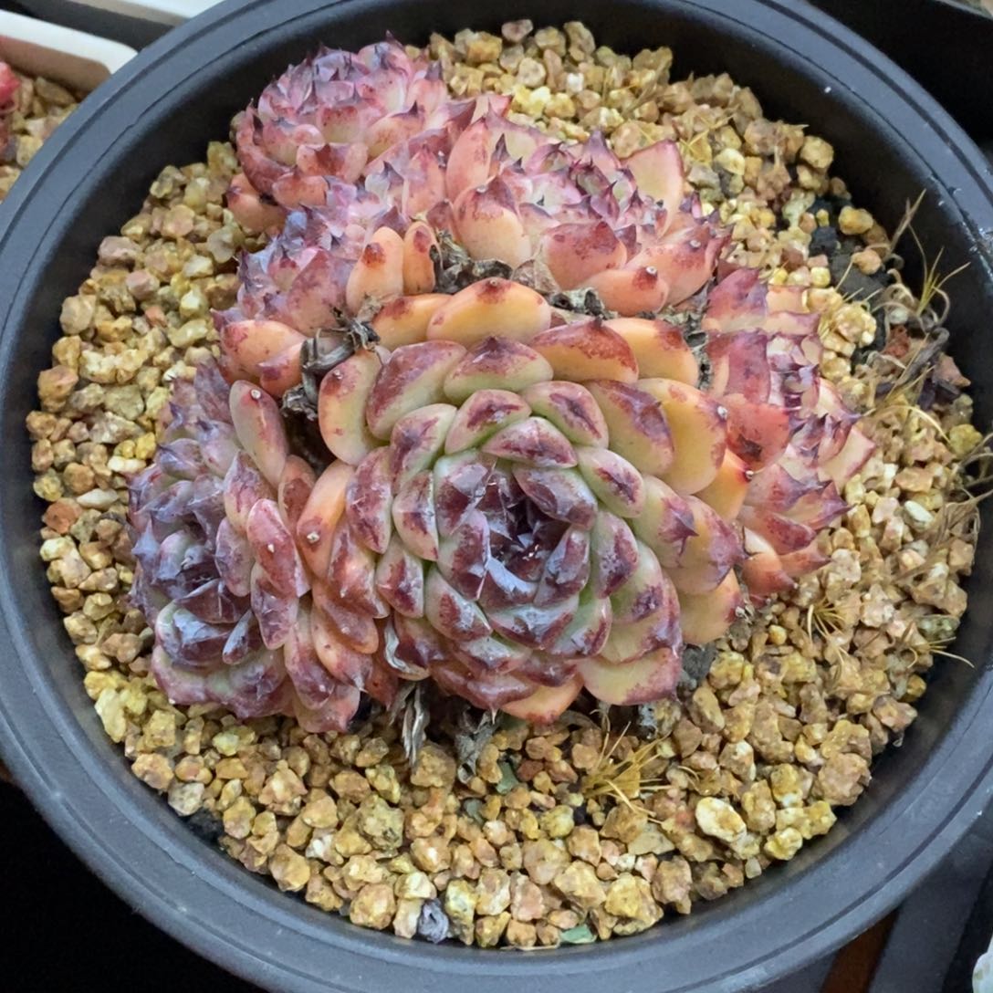 精品多肉一物一拍不包整320