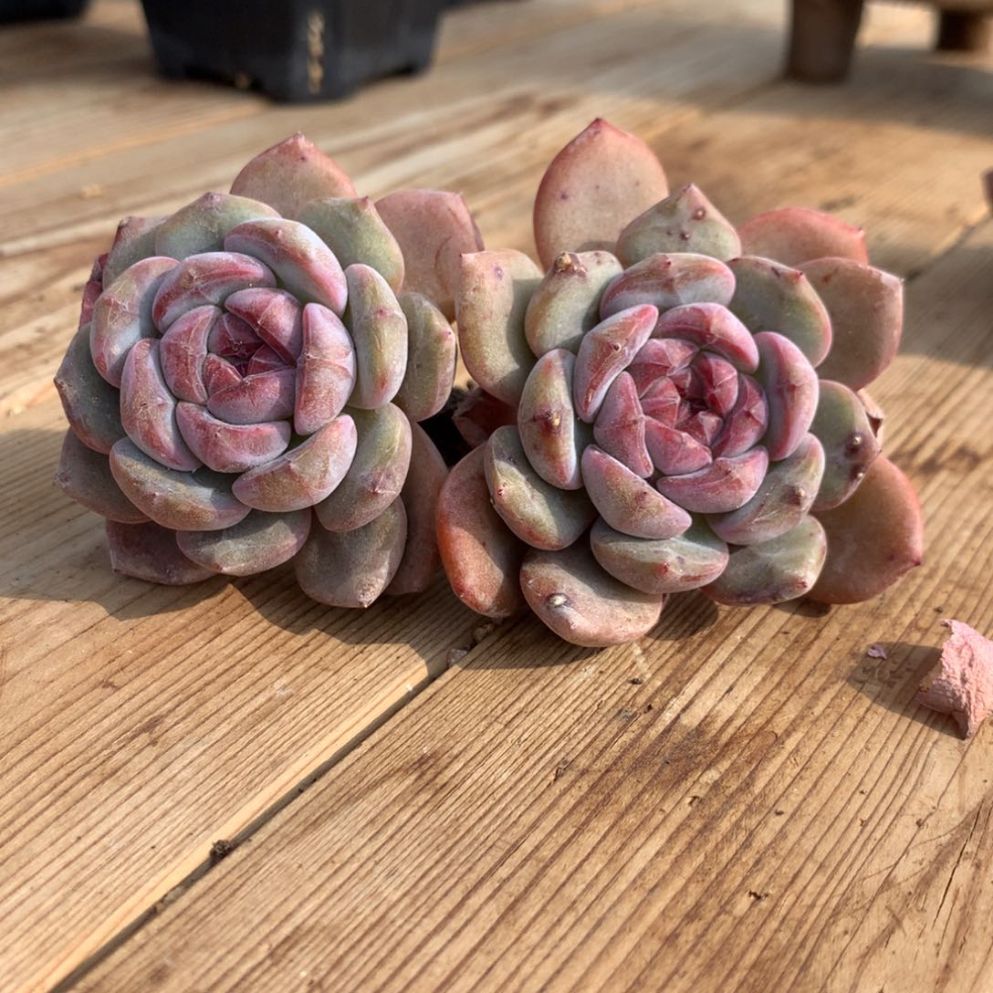 突尼斯星影双头无摘随机发货多肉