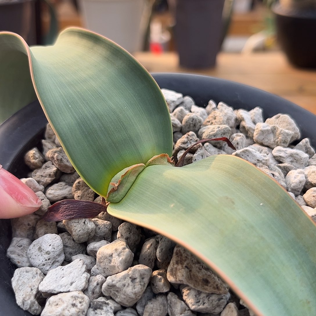 汤圆植物1百岁兰漂亮 