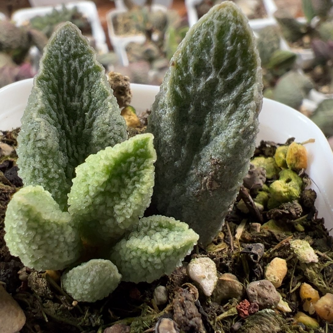 福利款实生新品大苗多肉植物
