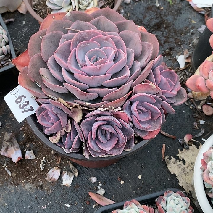 小**资637尘埃玫瑰多肉植物