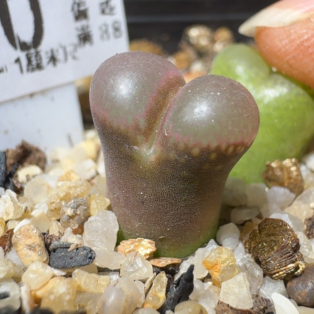 Sss生石花清货190