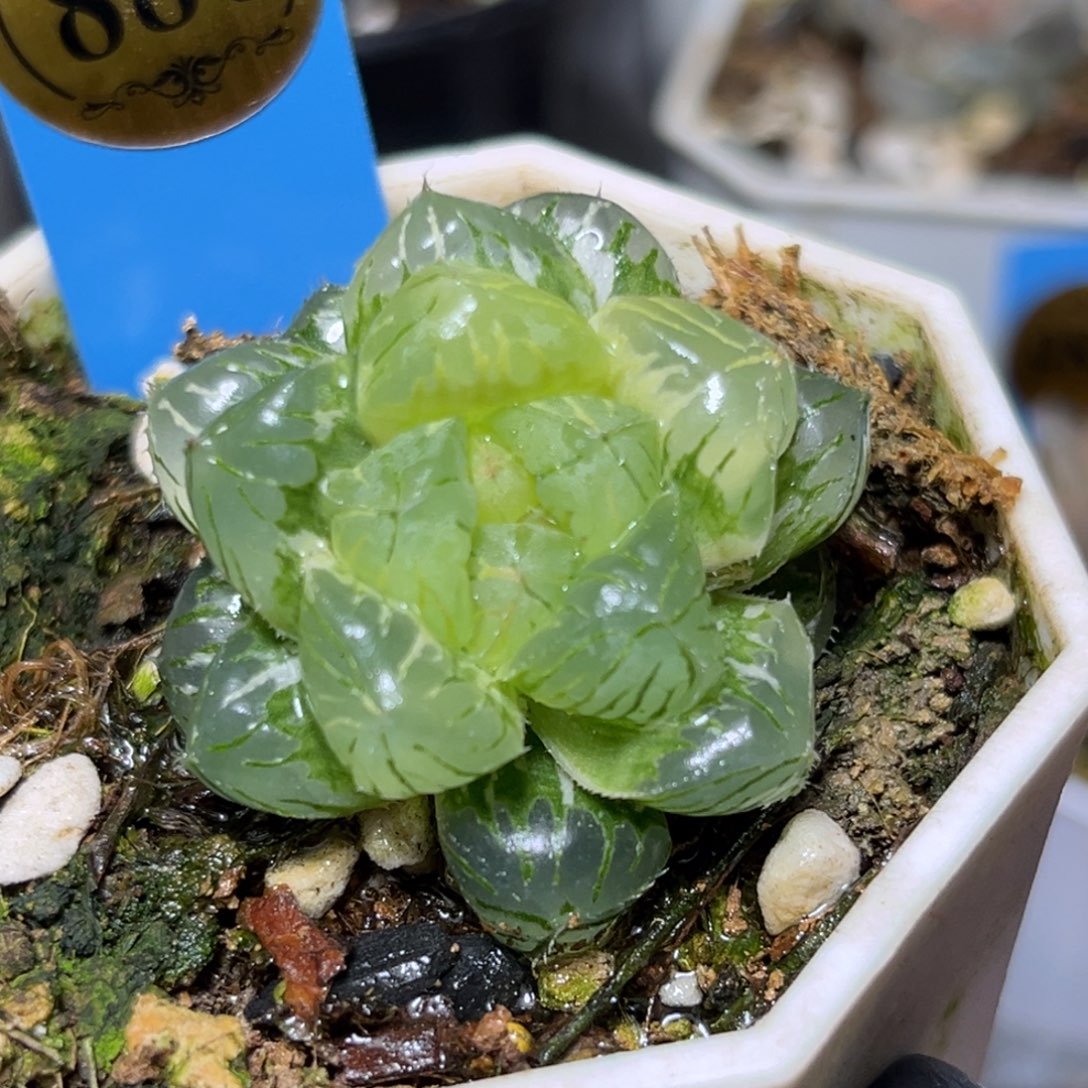 恭喜发财大吉大利880