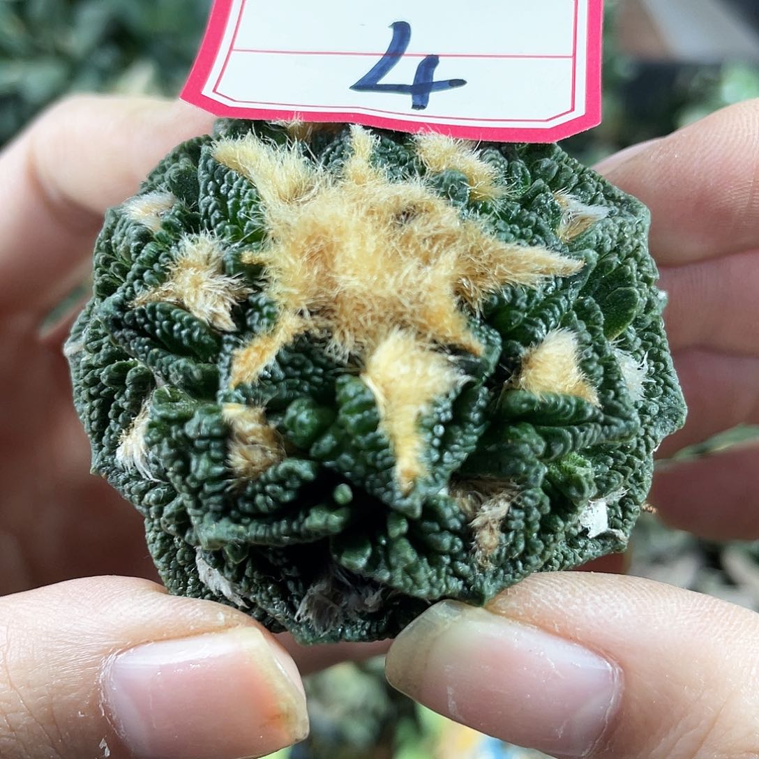 4号自根辛顿黑子萝卜根