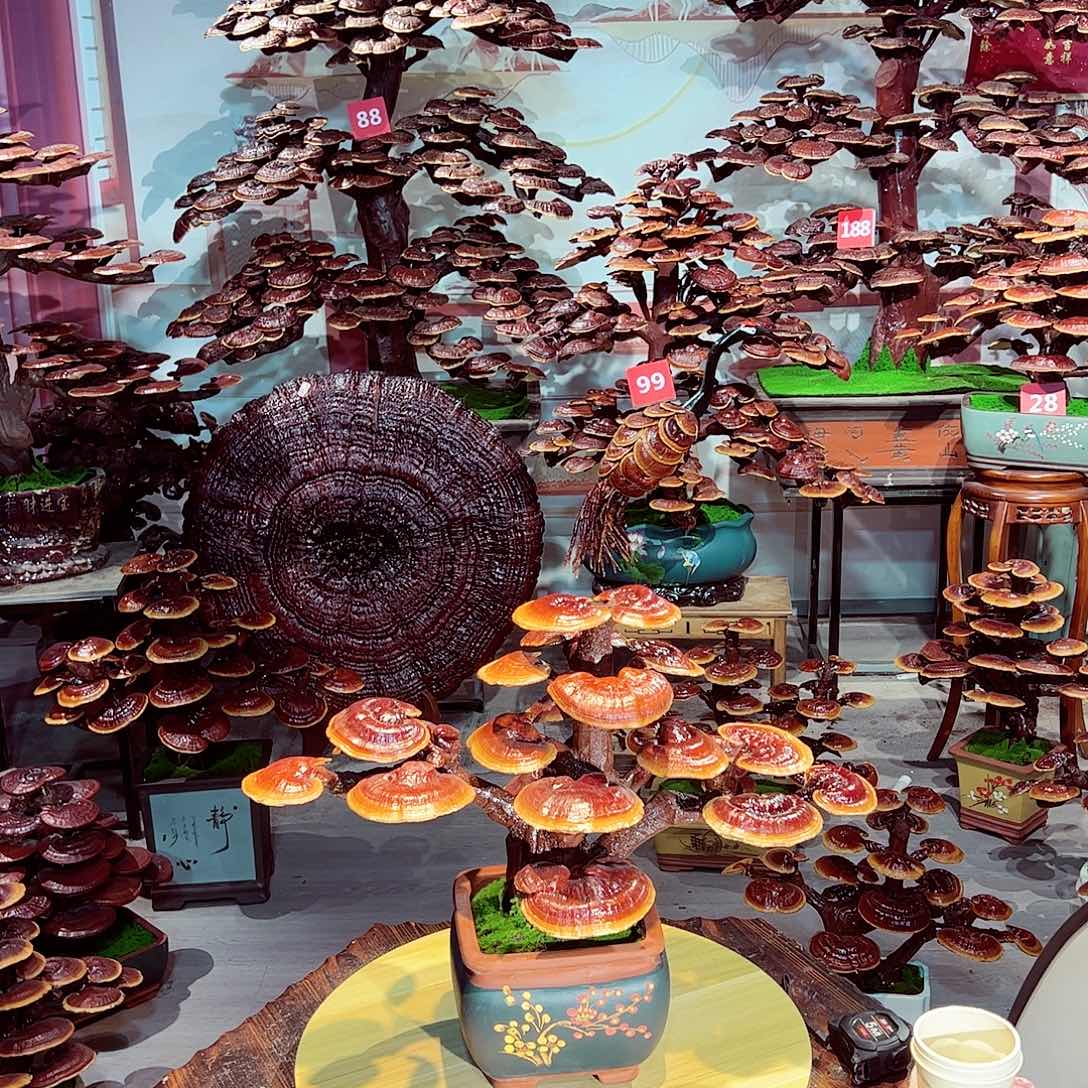 完全开放发财树发财树