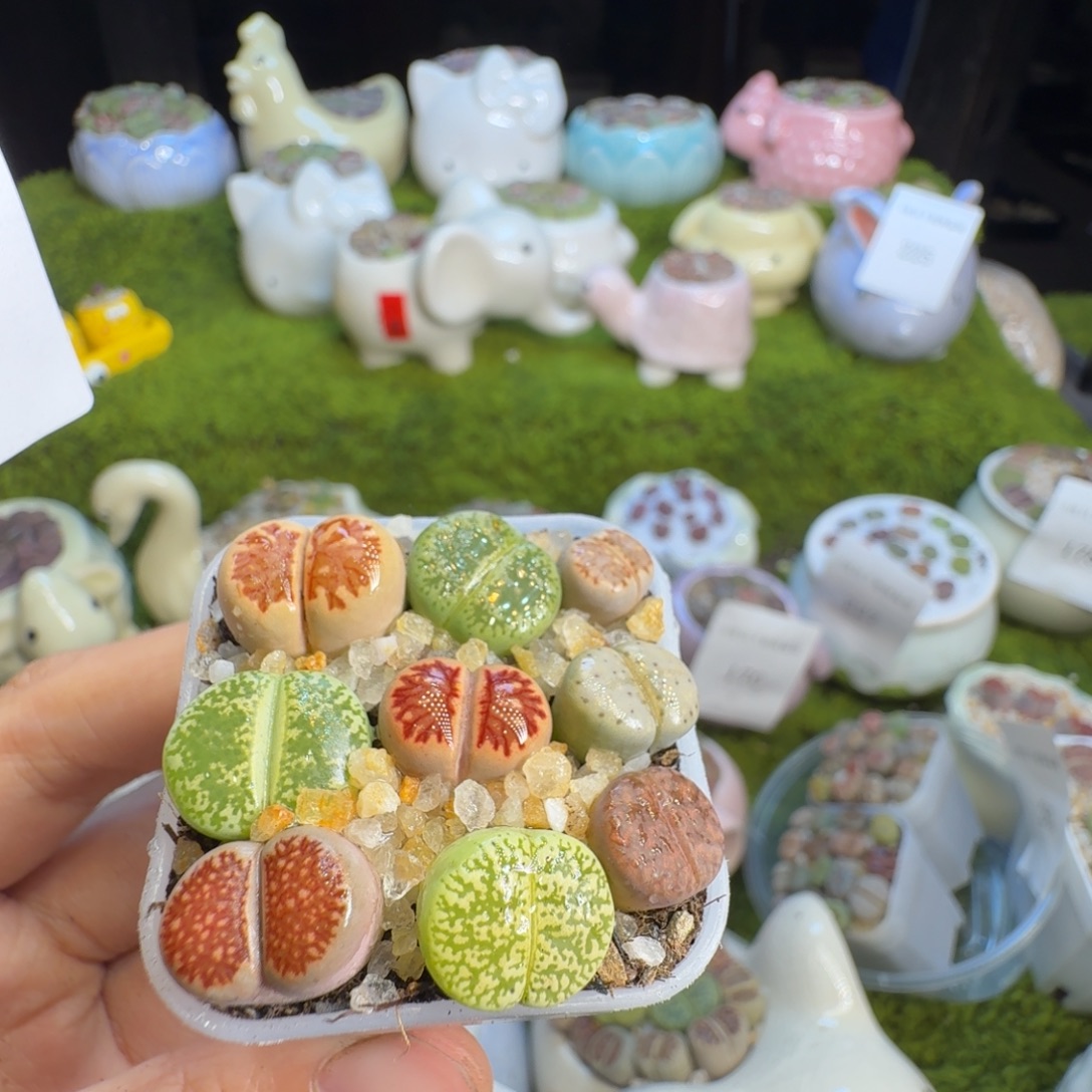 小***喵多肉植物福利冲286