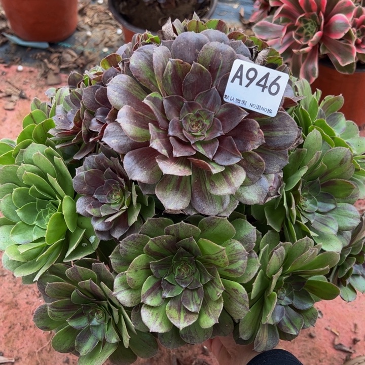 花月夜多肉植物946.