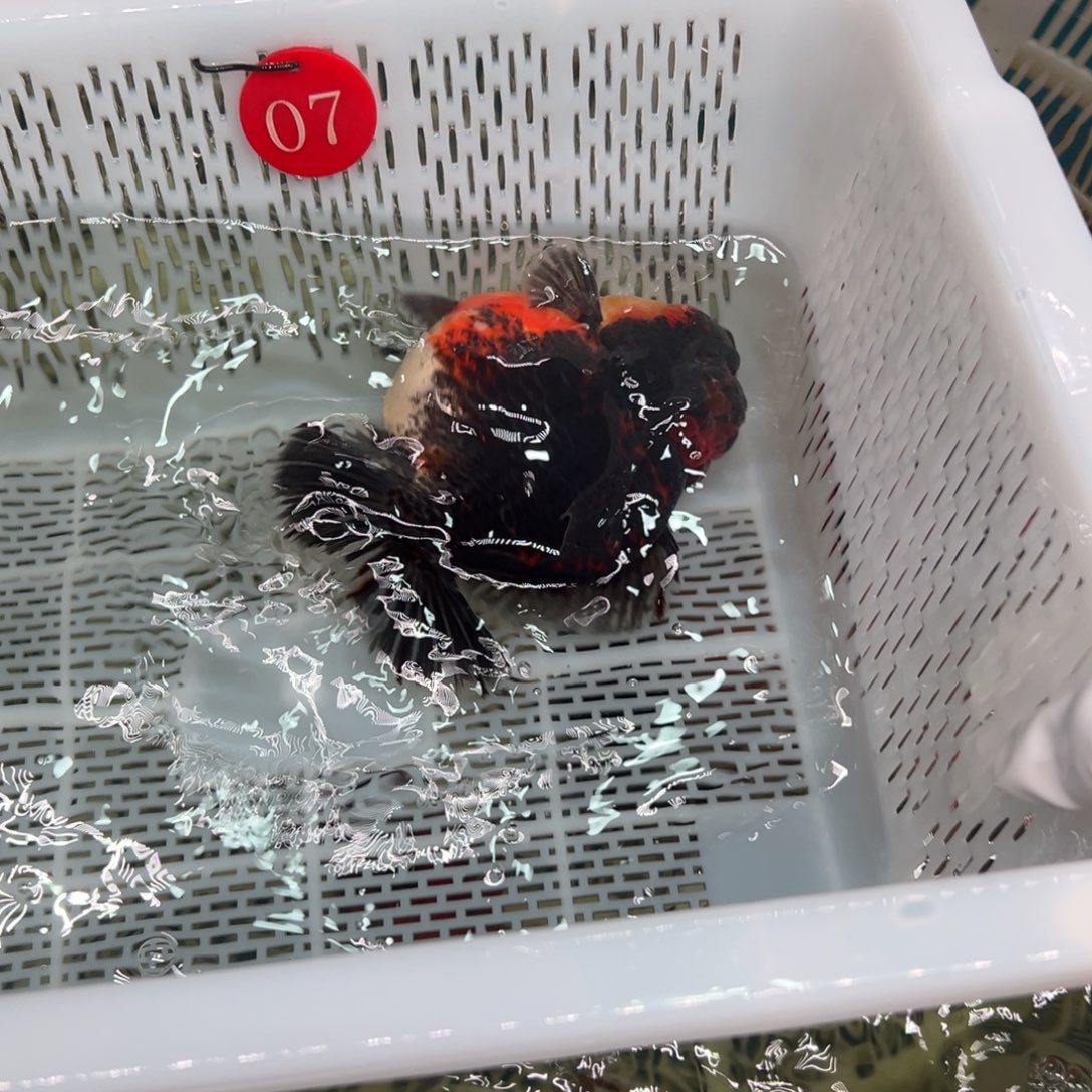 用***0金鱼你好吗我好想你